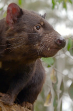 Imagen de La vida secreta del demonio de Tasmania  - 4