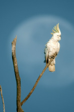 Imagen de Planeta selva: Una jungla de aromas: Australia - 2