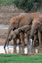 Imagen de Grandes parques naturales de África: parque nacional de los elefantes de Addo - 4