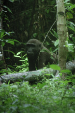 Imagen de Planeta selva: La jungla oscura - 2