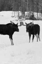 Imagen de  Un paraíso invernal - 2