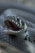 Imagen de Biebzra - el Amazonas europeo - 4