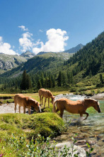 Imagen de Las historias del...: El acorazado del bosque - 2