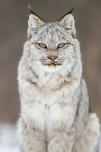 Imagen de El año de la...: Invierno - 2