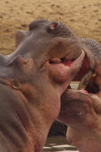 Imagen de Cuentos de Zambia: Safari CSI - 2