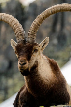 Imagen de Jerte, vida salvaje en el valle de los cerezos - 2