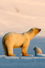 Imagen de La reina sin tierra - 2