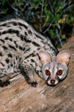 Imagen de La reina de la noche - 2