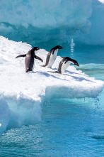 Imagen de El reino de los pingüinos - 2