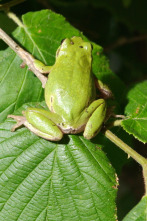 Imagen de Normas de etiqueta de la naturaleza: Quien viste qué y porque - 2