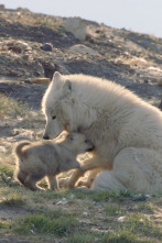 Imagen de Lobos blancos: Fantasmas del Ártico - 2
