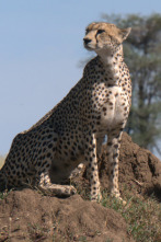 Imagen de El aliento del guepardo - 2