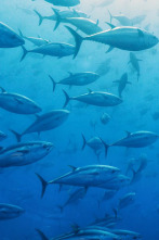 Imagen de Cabrera, el Mediterráneo ancestral - 2