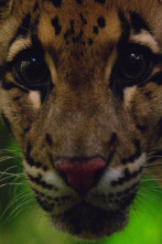 Imagen de Los felinos de Tailandia - 2