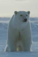 Imagen de Planeta helado II: Océanos helados - 2