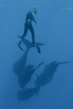 Imagen de Familia de cachalotes - 2