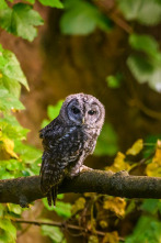 Imagen de La Jayona un Nuevo Mundo Enterrado - 2