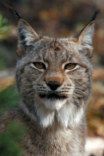 Imagen de Escandinavia salvaje  - 2