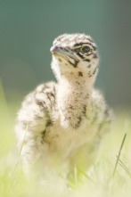 Imagen de Gloriosas Avutardas - 2