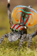 Imagen de Familias animales asombrosas: Ep.9 - 2