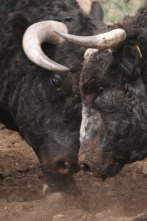 Imagen de En la piel del toro - 2