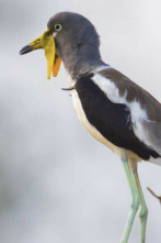 Imagen de La vida en el...: El leopardo calor y arena - 2