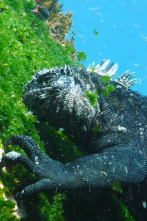 Imagen de Las Galápagos, la...: Supervivencia - 2