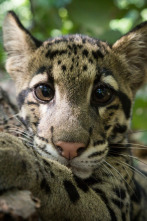 Imagen de Un día en la naturaleza: Asia - 2