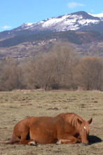 Imagen de ¡Qué animal! (T8): Gestantes - 2