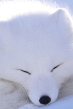 Imagen de El oasis del artico - 2