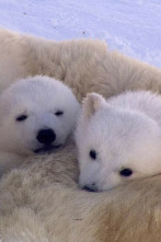 Imagen de El reino del oso polar - 2