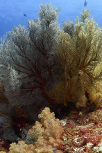 Imagen de Mares supremos: Océanos - 2