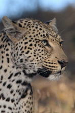 Imagen de La soledad del leopardo - 2