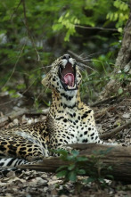 Imagen de Panteras: Guepardo. El más veloz de los felinos - 2