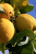 Imagen de Maestros de los sabores - 2