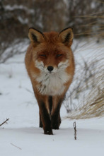 Imagen de Zorros pequeños con una gran personalidad - 4
