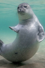 Imagen de Mares en movimiento: El desconocido Báltico - 2