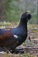 Imagen de Eslovenia salvaje - 2