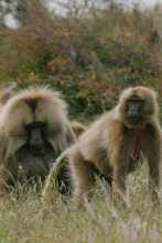 Imagen de Pandillas salvajes - 4