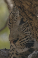 Imagen de El río de los hipopótamos - 2