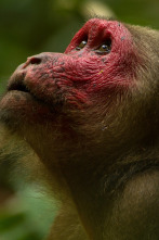 Dentro de lo...: Rana: Reina de la Jungla