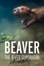 Imagen de Castor, un superhéroe de la naturaleza - 2