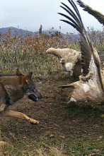 Imagen de Territorio salvaje: El territorio del lince ibérico - 2