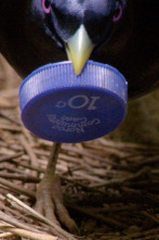 Imagen de Profesiones salvajes: Músicos - 2