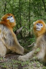 Imagen de Recuerdos de un Langur Chato Dorado - 2