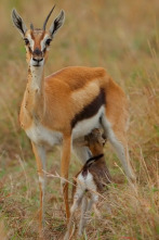 Imagen de Dehesabana: Dos lugares, una vida salvaje - 2