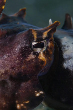 Imagen de Los cuatro reyes, el santuario del mar de Halmahera - 2