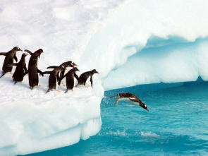 Imagen de The  y el dinosaurio...: Pingüinos - 1