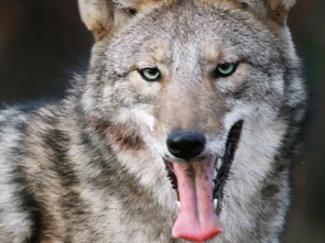 Imagen de La carrera por la vida: Guerreros de la naturaleza - 1