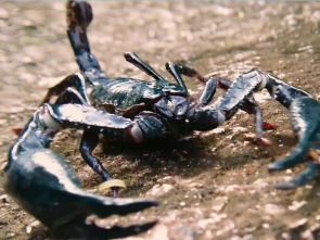 Imagen de La carrera por la vida: La gran carrera del desierto - 1